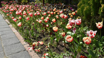 Pendik Korusu’nda Lale Zamanı