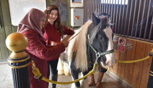 Pendik’te 65 Yaş Üstü Bireyler Atlı Terapiyle Hayata Bağlanıyor