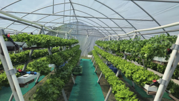 Topraksız Tarımla Üretiliyor, Aşeviyle Vatandaşa Ulaşıyor