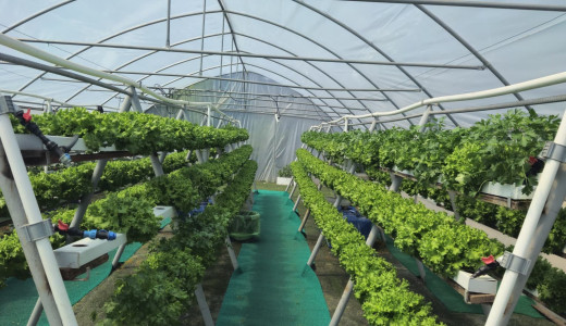 Topraksız Tarımla Üretiliyor, Aşeviyle Vatandaşa Ulaşıyor