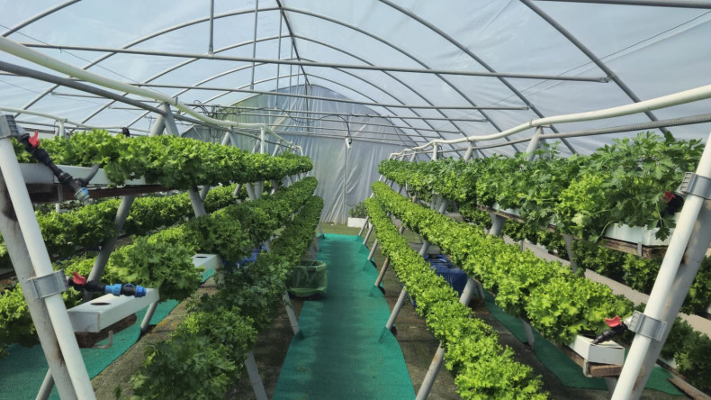 Topraksız Tarımla Üretiliyor, Aşeviyle Vatandaşa Ulaşıyor