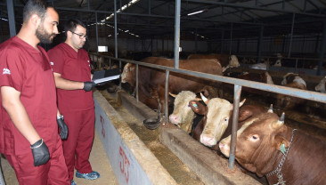 Kurban Satış ve Kesim Alanlarını Denetliyorlar
