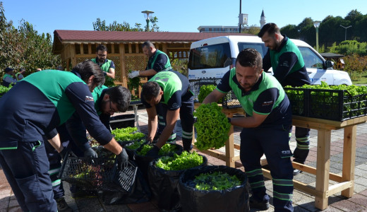 Pendik Belediyesi Tabiat Okulu’nda Hasat Zamanı